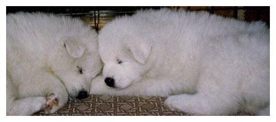 Sleeping Samoyed Puppies
