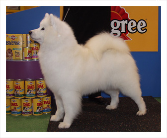 Samoyed