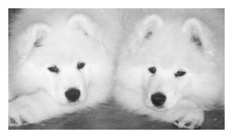 Samoyed Puppies