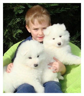 Samoyed Puppies