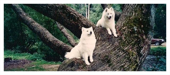 Aldonza Samoyeds on a Tree Trunk