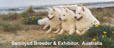 Aldonza Samoyeds on the Beach - Australia