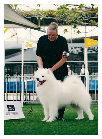 Fay Tucker - Aldonza Samoyeds