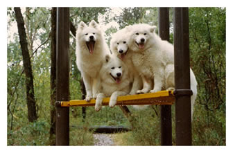 Aldonza Samoyeds on a Bench