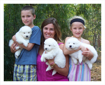 how much is a samoyed puppy usa