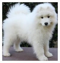 Samoyed puppy