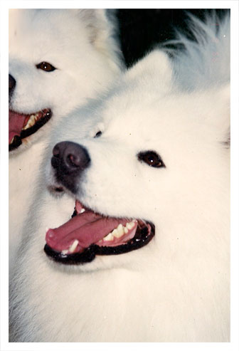 Samoyed Smiling