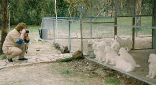 Marjorie Steele taking photos of Aldonza Samoyeds